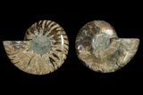 Agatized Ammonite Fossil - Crystal Filled Chambers #145934-1